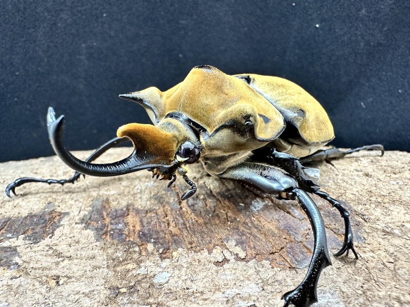 ゾウカブト成虫 | Dorcusfarm