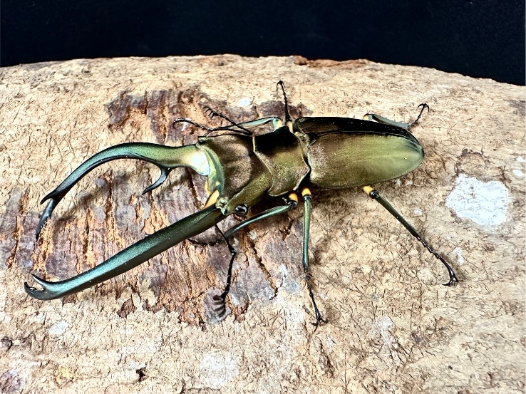 WD大型エラフスホソアカクワガタ