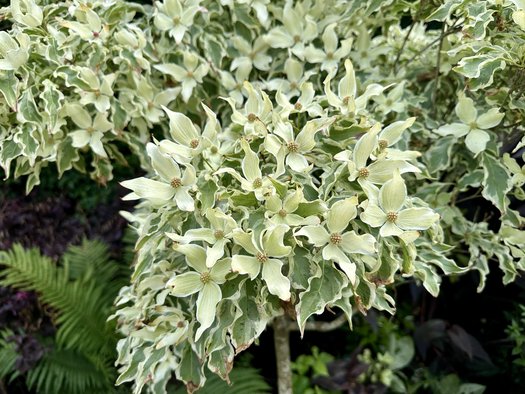 Cornus kousa 'Wolf Eyes' | Wolf Eyes Chinese Dogwood | Wolf Eyes