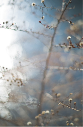 テリ・ワイフェンバック - Terri WEIFENBACH | shashasha 写々者