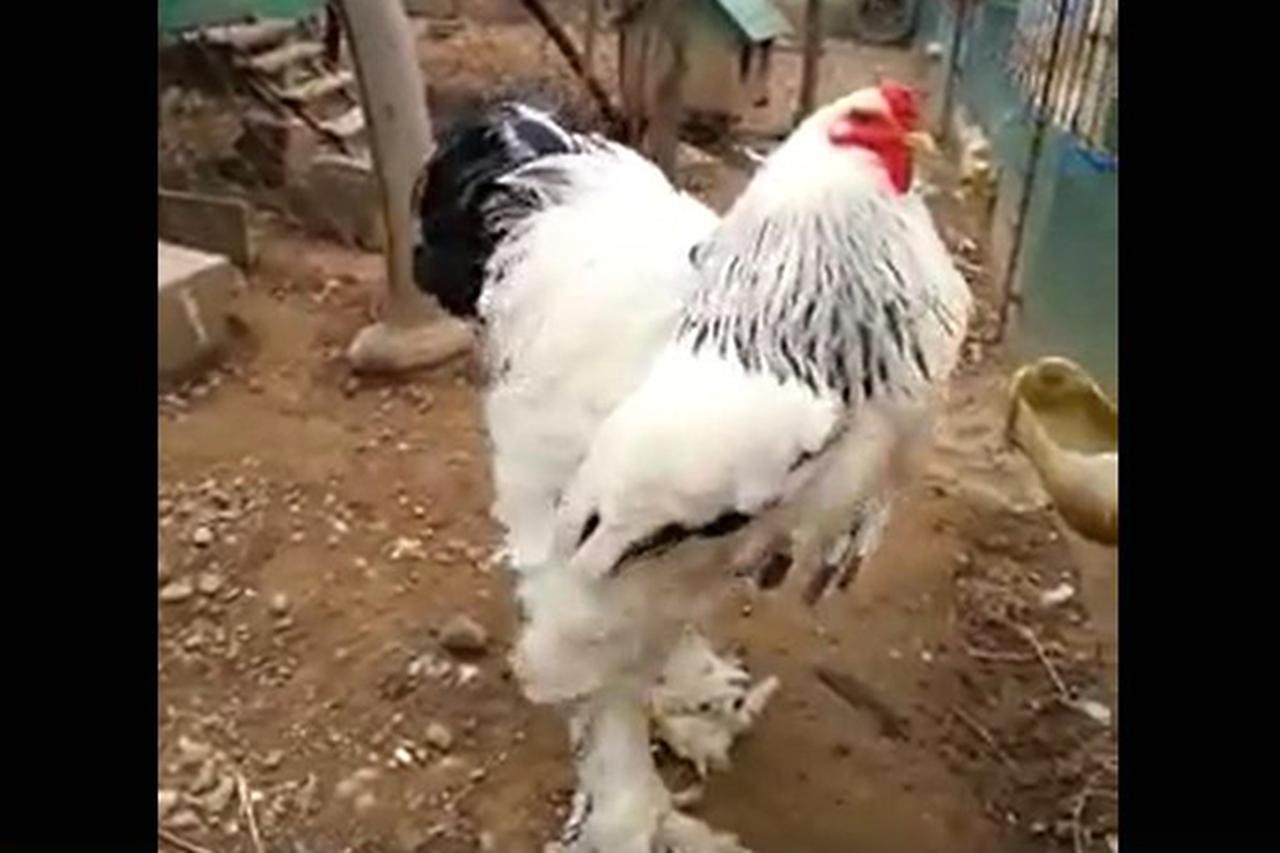 SNSで大注目!「家禽の王様」と言われる巨大なニワトリに驚きの声