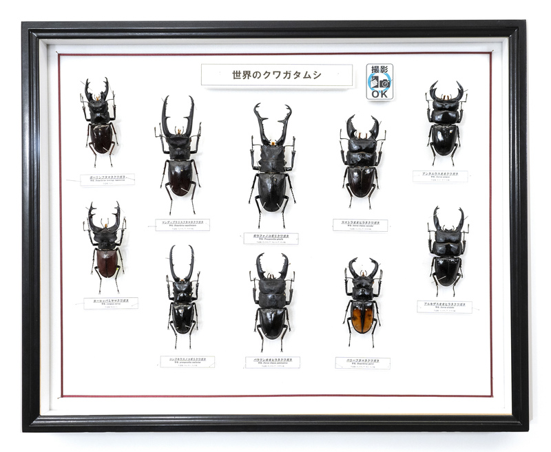 カブトムシやクワガタ約180匹が大集合！ 埼玉・所沢で夏休みに大規模