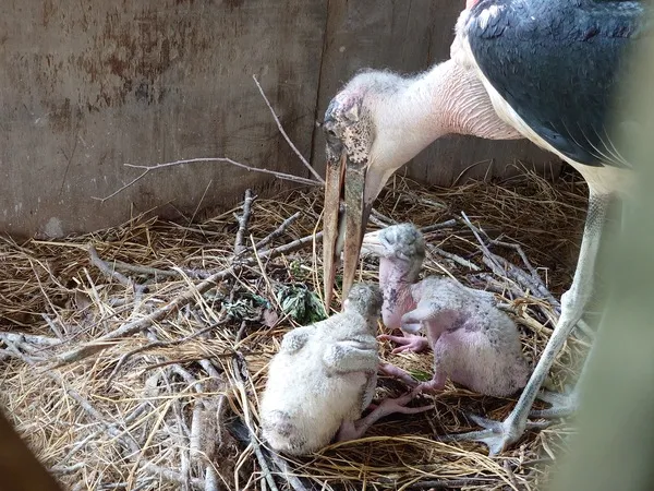 国内初！アフリカハゲコウの繁殖に成功～』秋吉台自然動物公園サファリ