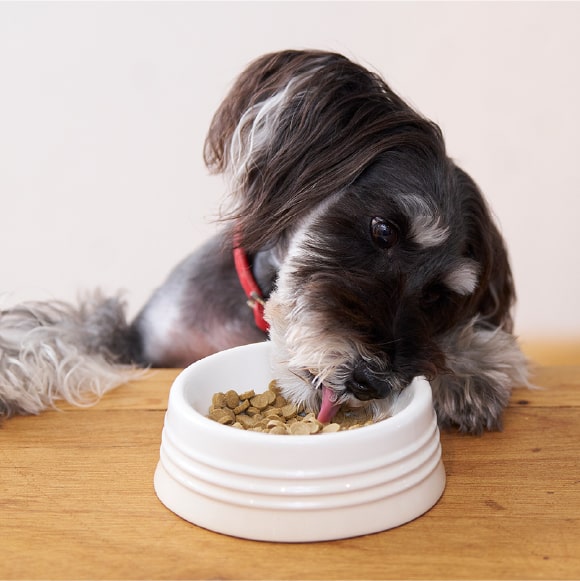 公式】シニアのためのこのこのごはん