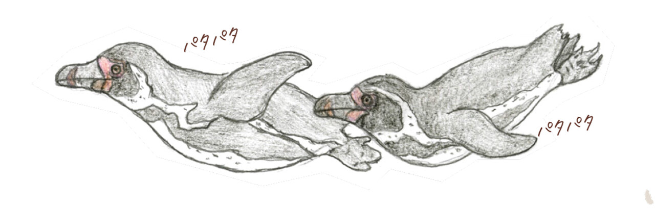 ペンギンは飛べないのではなく「飛ぶのをやめた」という驚きの事実