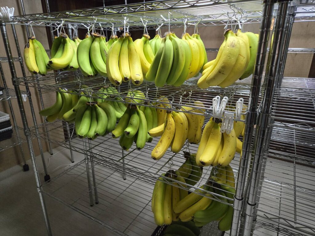 豊川から目指せ「東京ばな奈」超え！？国産『ほのくにバナナ』の商品化