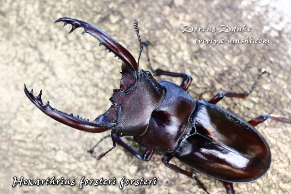 貴重・美麗 フォルスタ−フタマタクワガタ(原名亜種) フォルスター