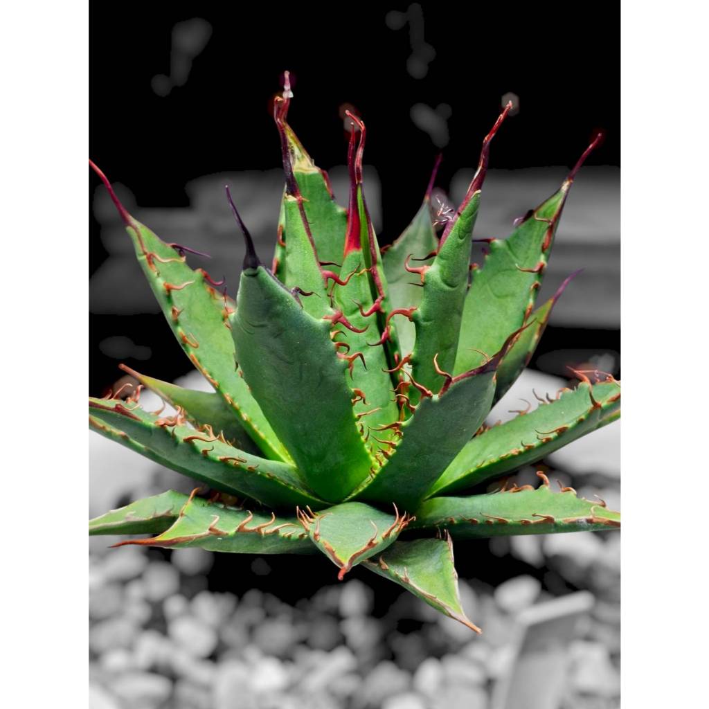 綠色植緣】AGAVE HYBRID ♕ EB妖炎*霍利達SS特選（超狂長刺）--龍舌蘭