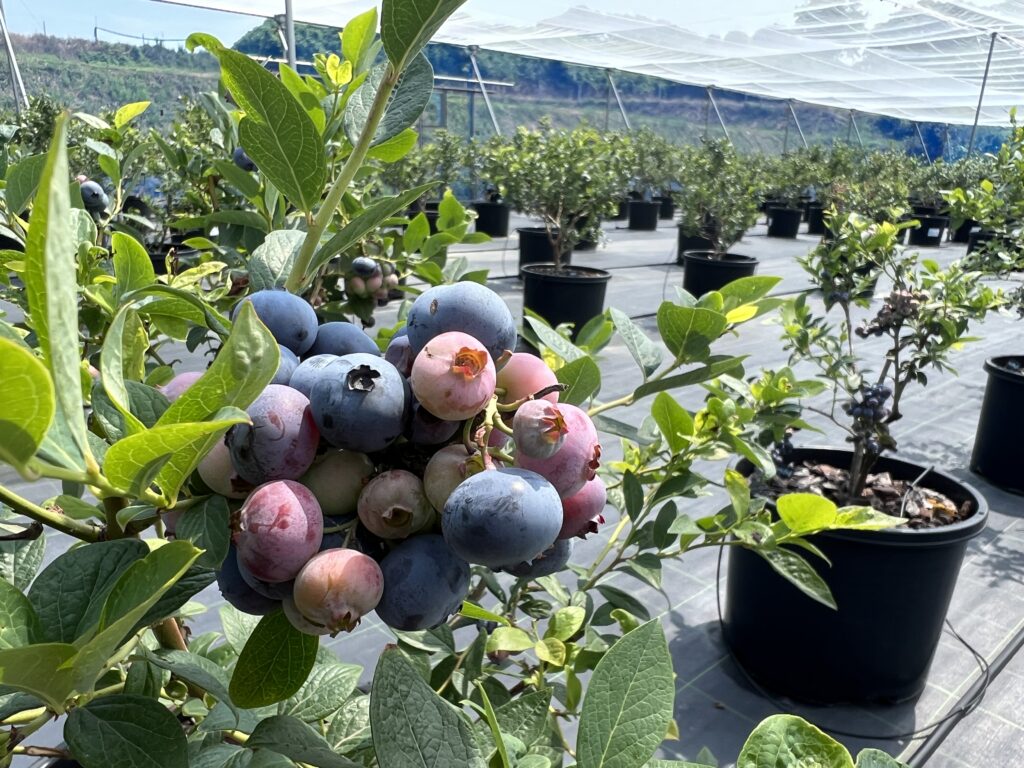 完熟ブルベリーの甘さ＆ジューシーさに衝撃！ | 【公式】FUKUTSU WAVE