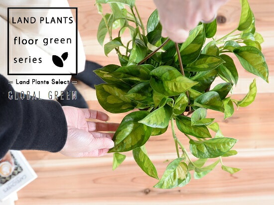 dショッピング |ポトス（グローバルグリーン） 5号 ハンギングポット