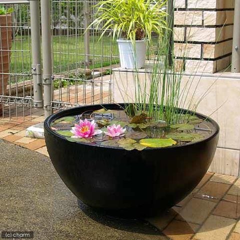 dショッピング |睡蓮鉢 睡蓮鉢（メダカ鉢） 凛 RIN 丸型 ブラック