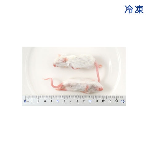 dショッピング |冷凍☆M ホッパーマウス（10匹） 月夜野ファーム