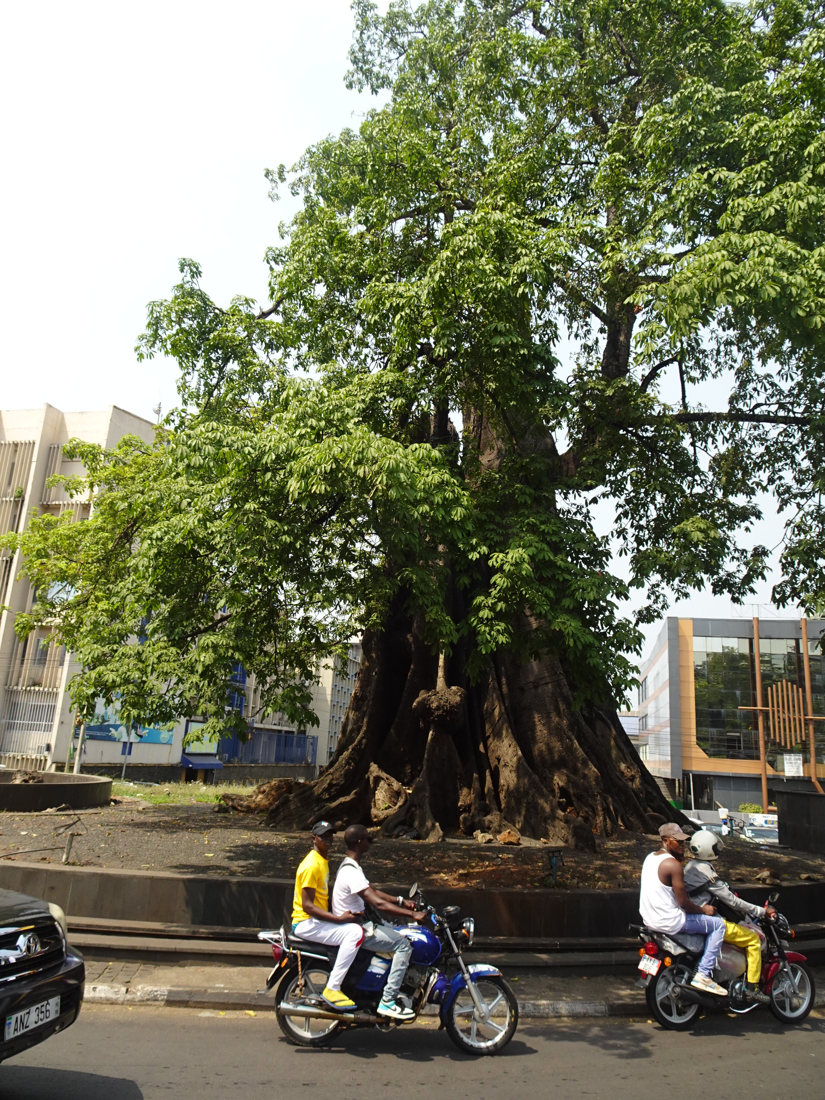 Cotton Tree (2026) - All You MUST Know Before You Go (w/ Reviews