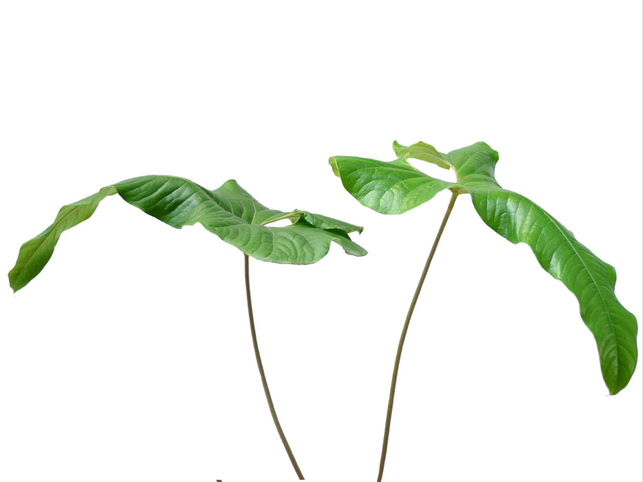 Anthurium ivanportillae - Elongated Corrugated Leaves Rare Species