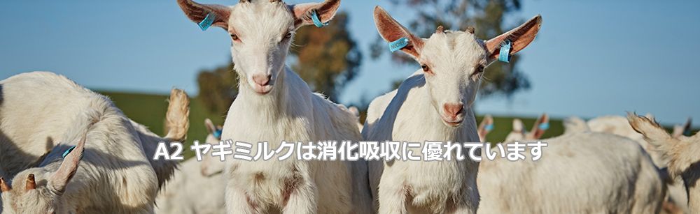 Bubs (バブズ) ヤギミルク・ゴートミルク ステップ3 (1歳～3歳) 大缶