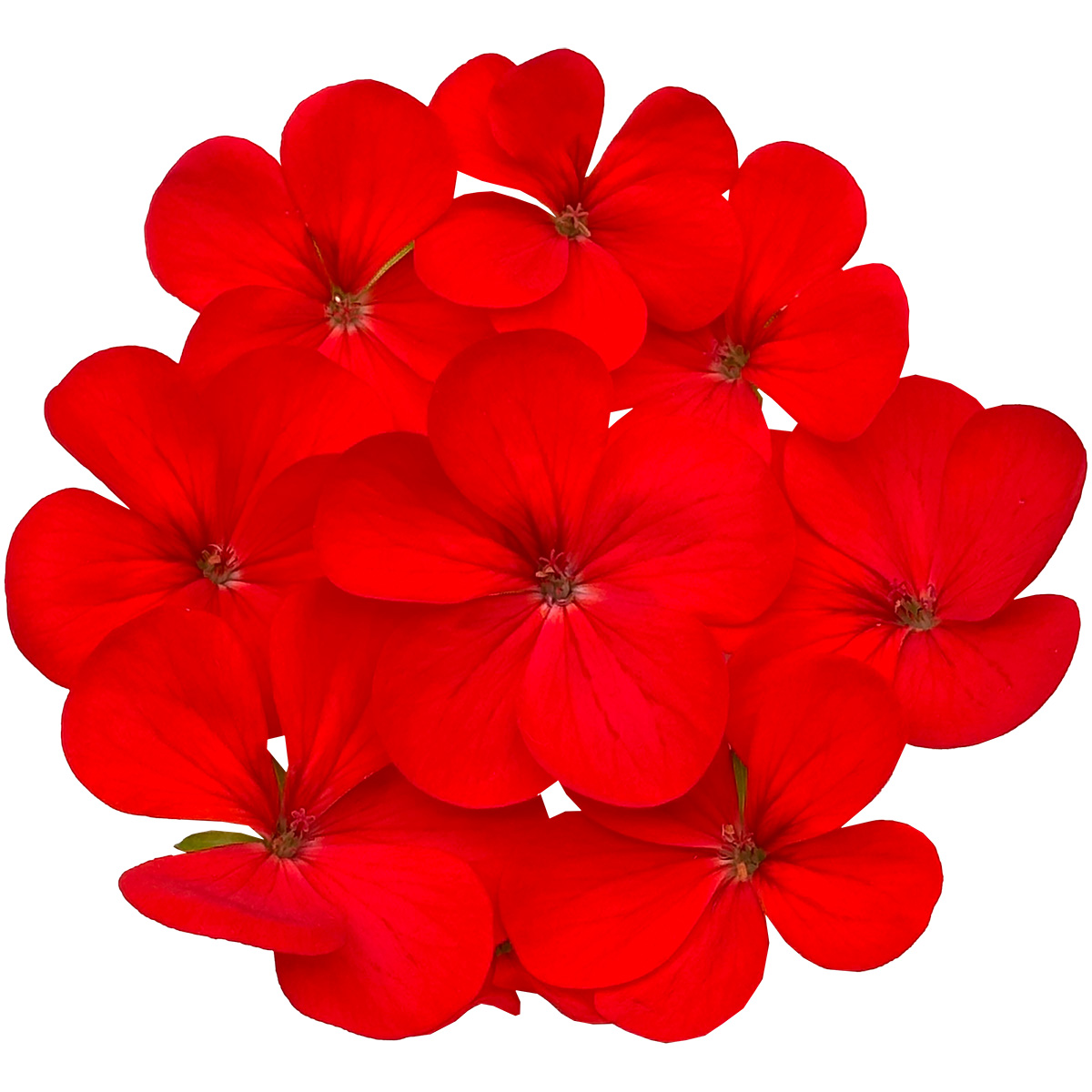 ターコイズ / ゼラニウム レッドMIX 15輪 | 食べられる花屋EDIBLE