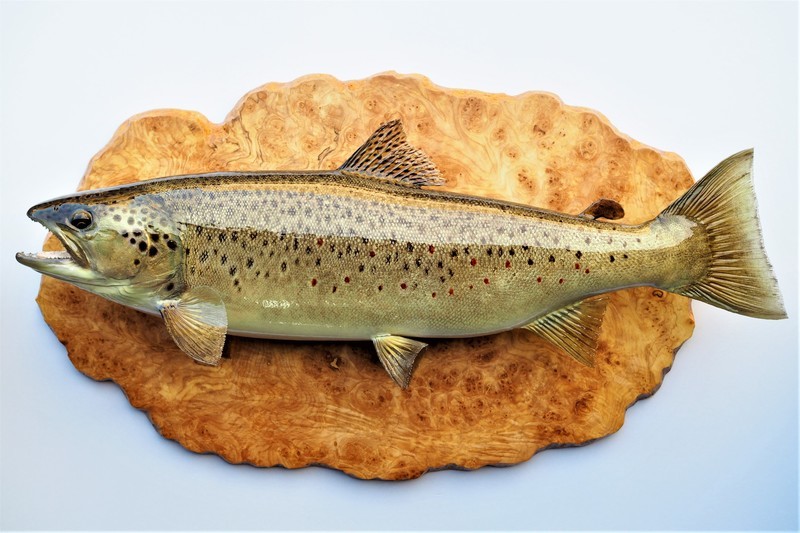作品紹介】サクラマス、ニジマス、ブラウントラウト剥製: 剥製屋の業務日誌