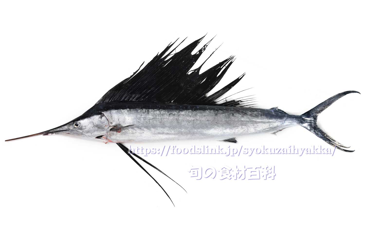 バショウカジキ：旬の魚介百科