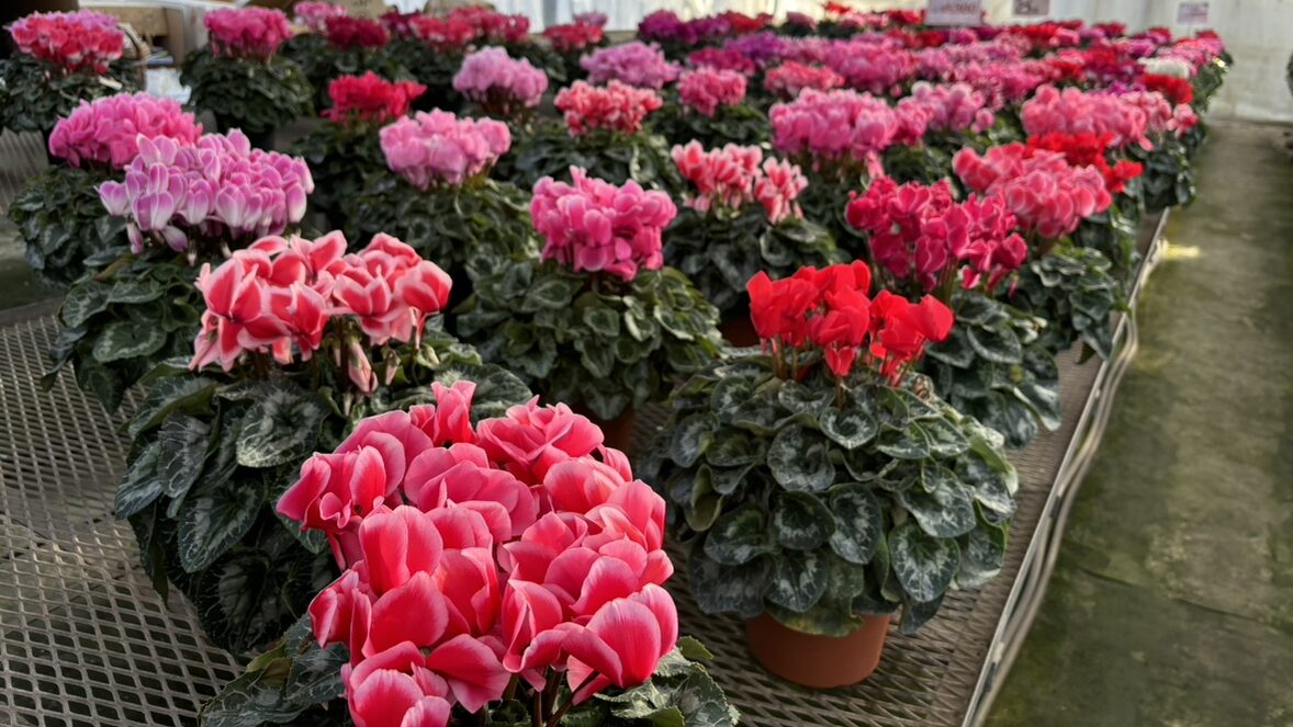 田中園芸/Flowering - 花でひろげる笑顔の輪