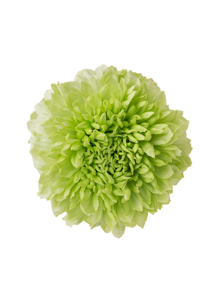 生花】菊(ディスバッドマム) アルベラ【緑/60cm/千葉県】｜Flower