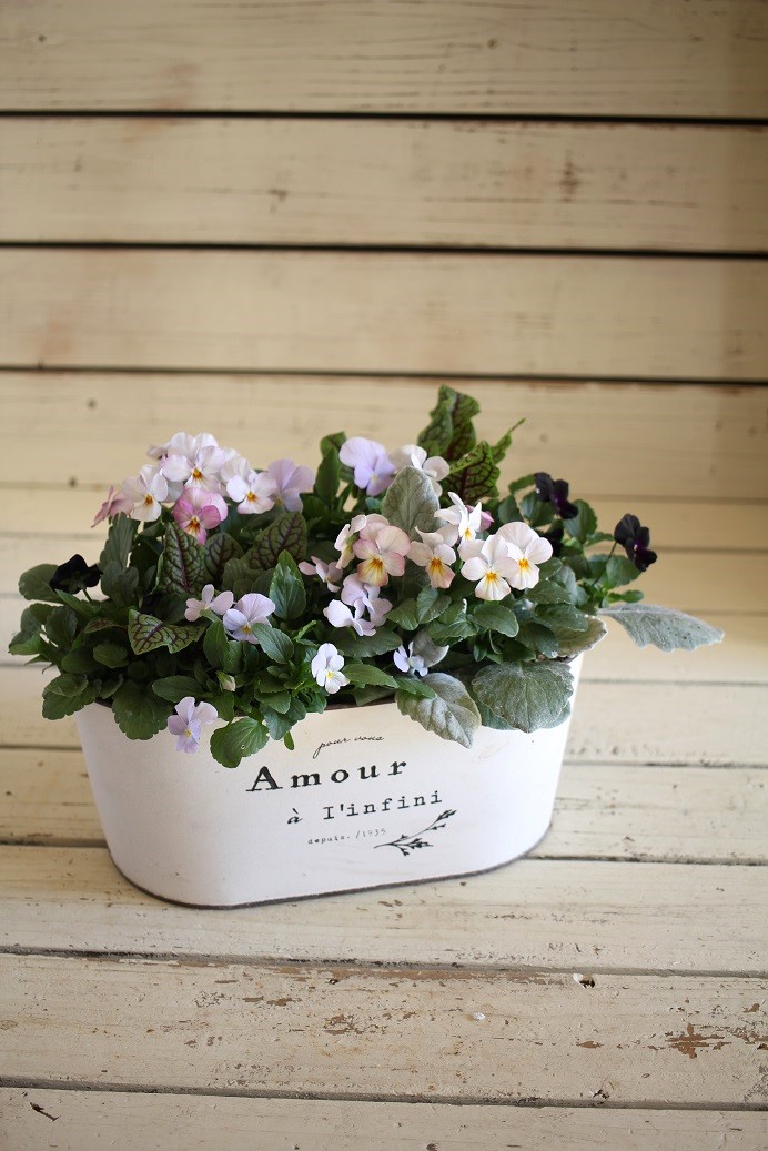 寄せ植え 鉢 ジャンクガーデン 寄せ植え 花苗通販 Garden Frais