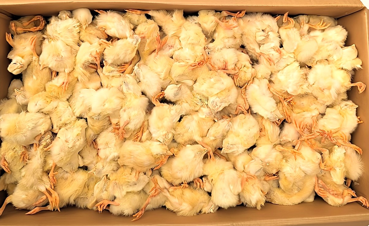 冷凍ヒヨコ 冷凍ひよこ 箱詰め12Kg（約300羽）の販売情報