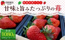 河野園芸の完熟いちご4パック ＜2026年1月から発送開始＞【苺 いちご