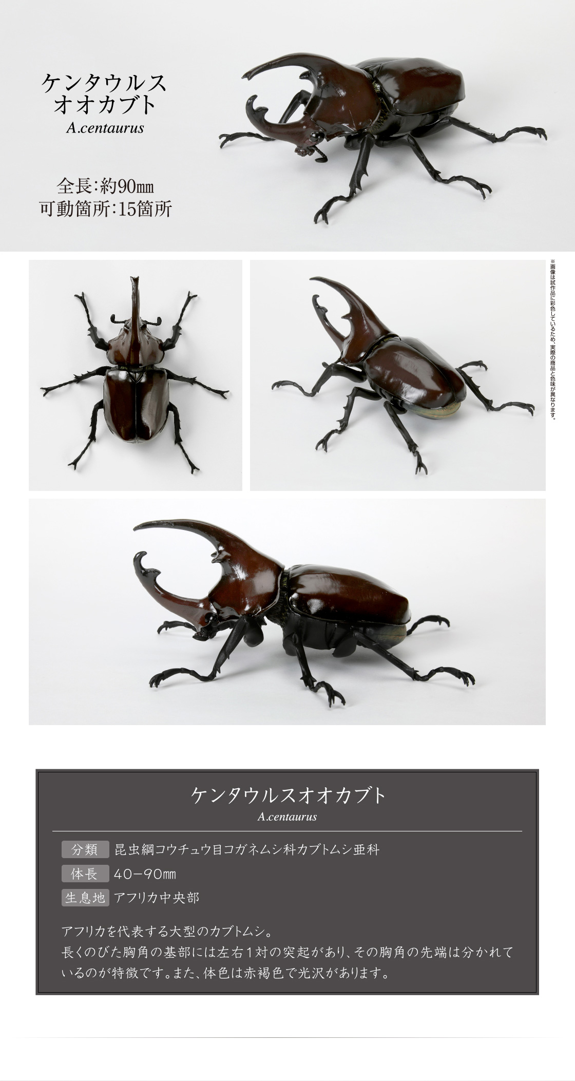 いきもの大図鑑 かぶとむし05｜いきもの大図鑑｜ガシャポン