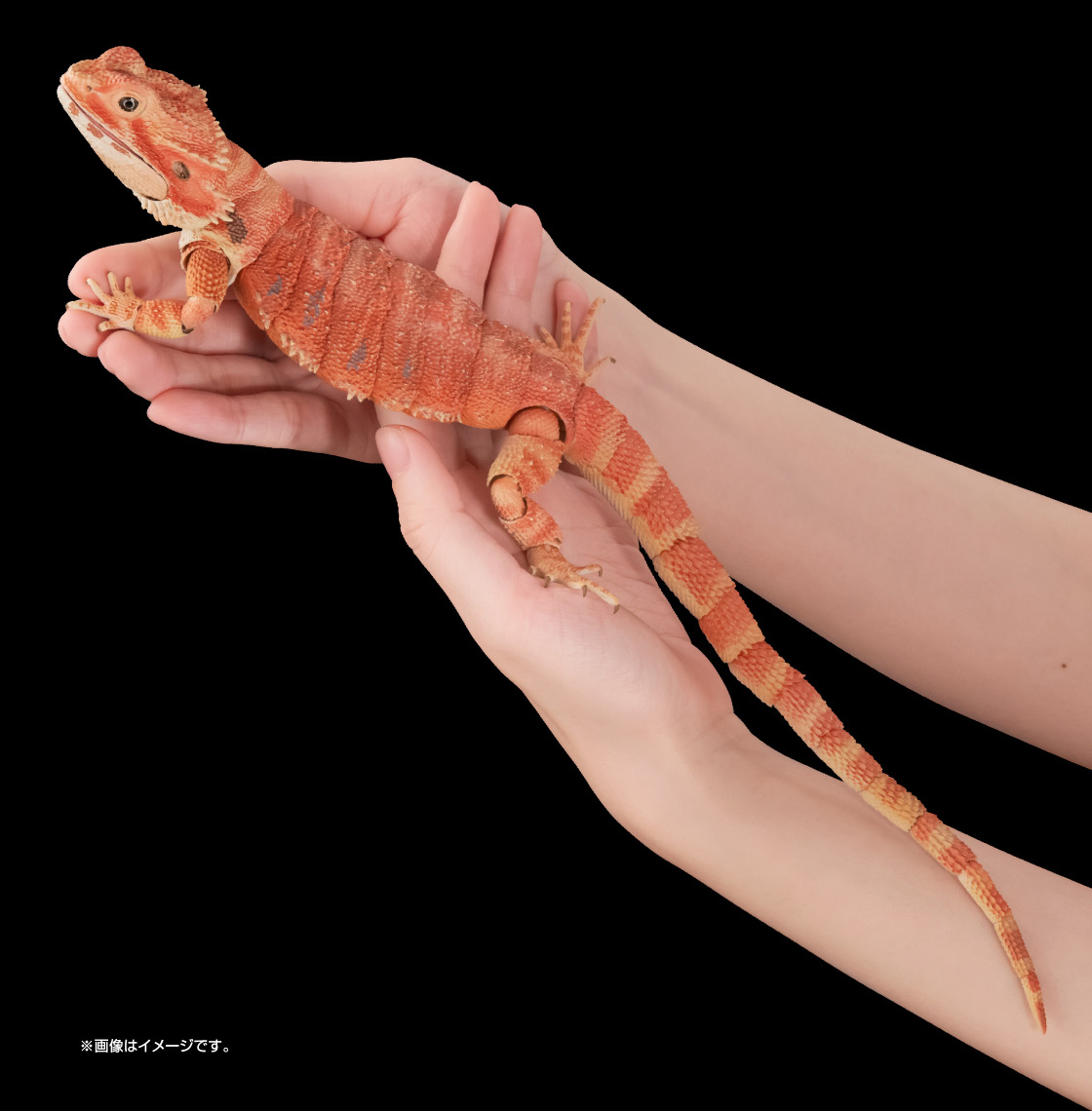 いきもの大図鑑プレミアム フトアゴヒゲトカゲ｜いきもの大図鑑