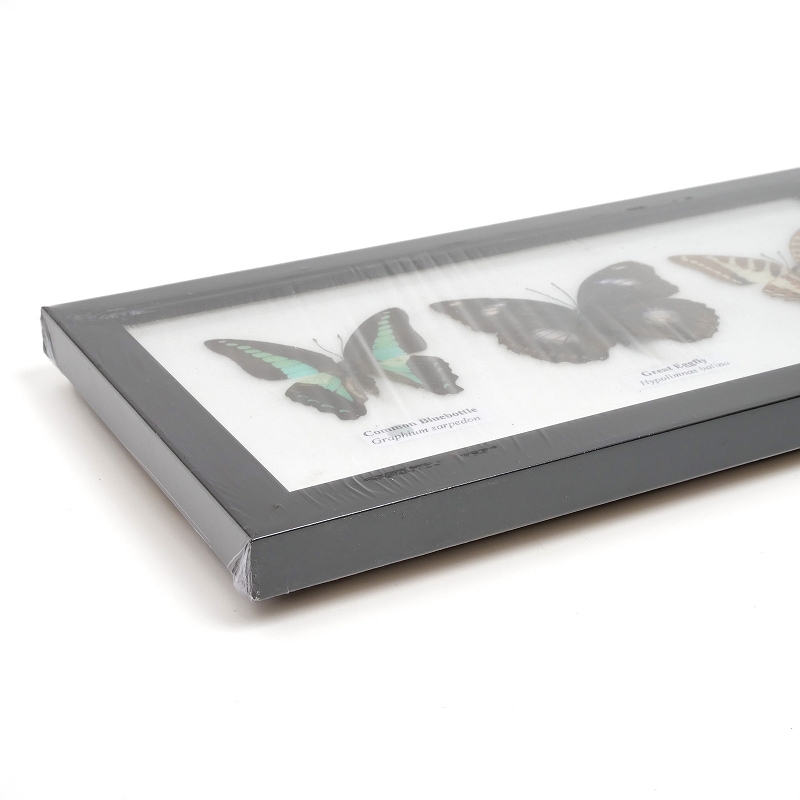 蝶3匹標本｜マライカ公式通販