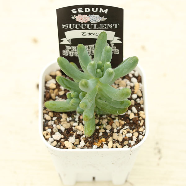 多肉植物 セダム 乙女心 2.5寸苗 J6058 - ハニーミント本店