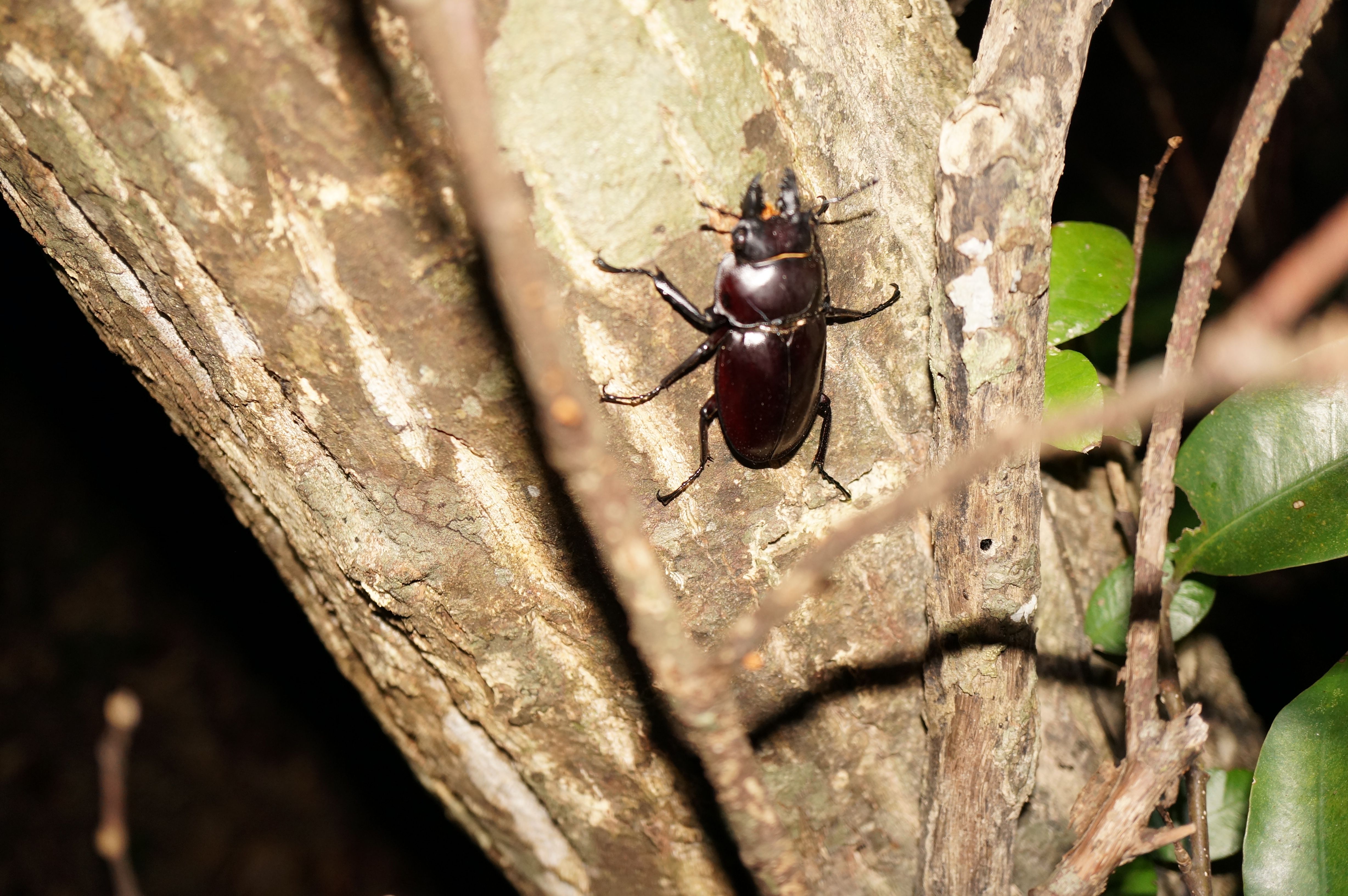 ヤエヤママルバネクワガタ | GreenBreeze
