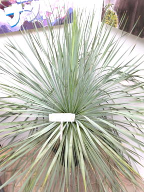 GKZ植物事典・ユッカ・ロストラータ