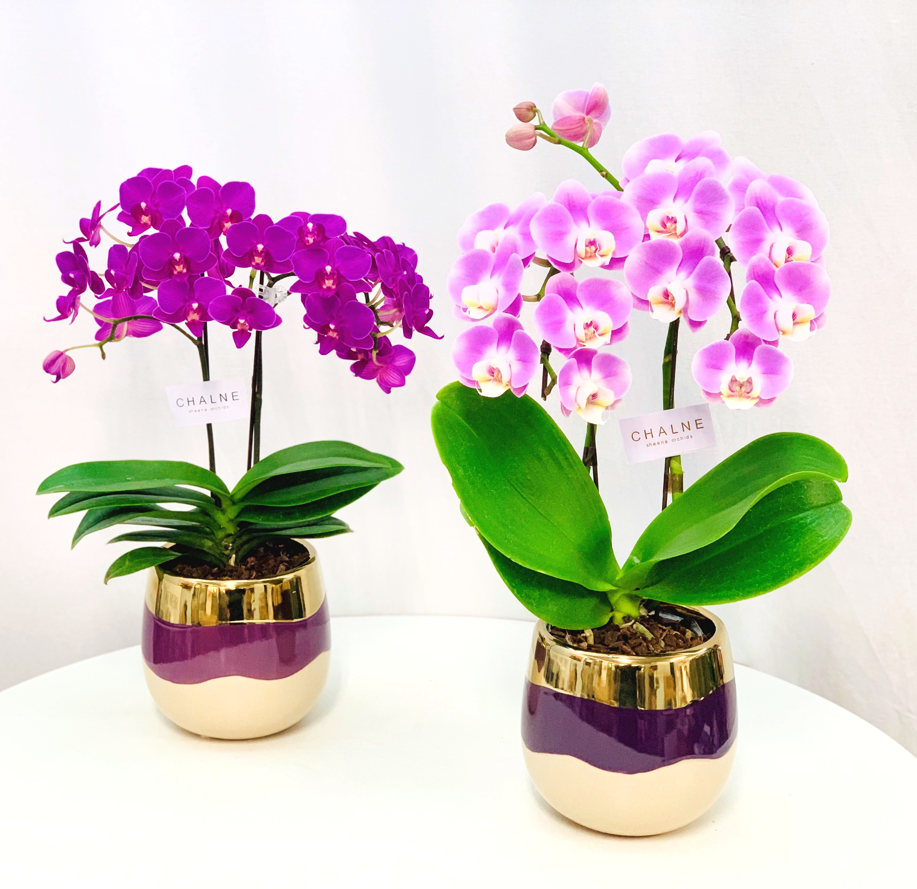 MIX シャルネ鉢 4．5号2F | Flower＆Green&Growers公式通販｜ギフト