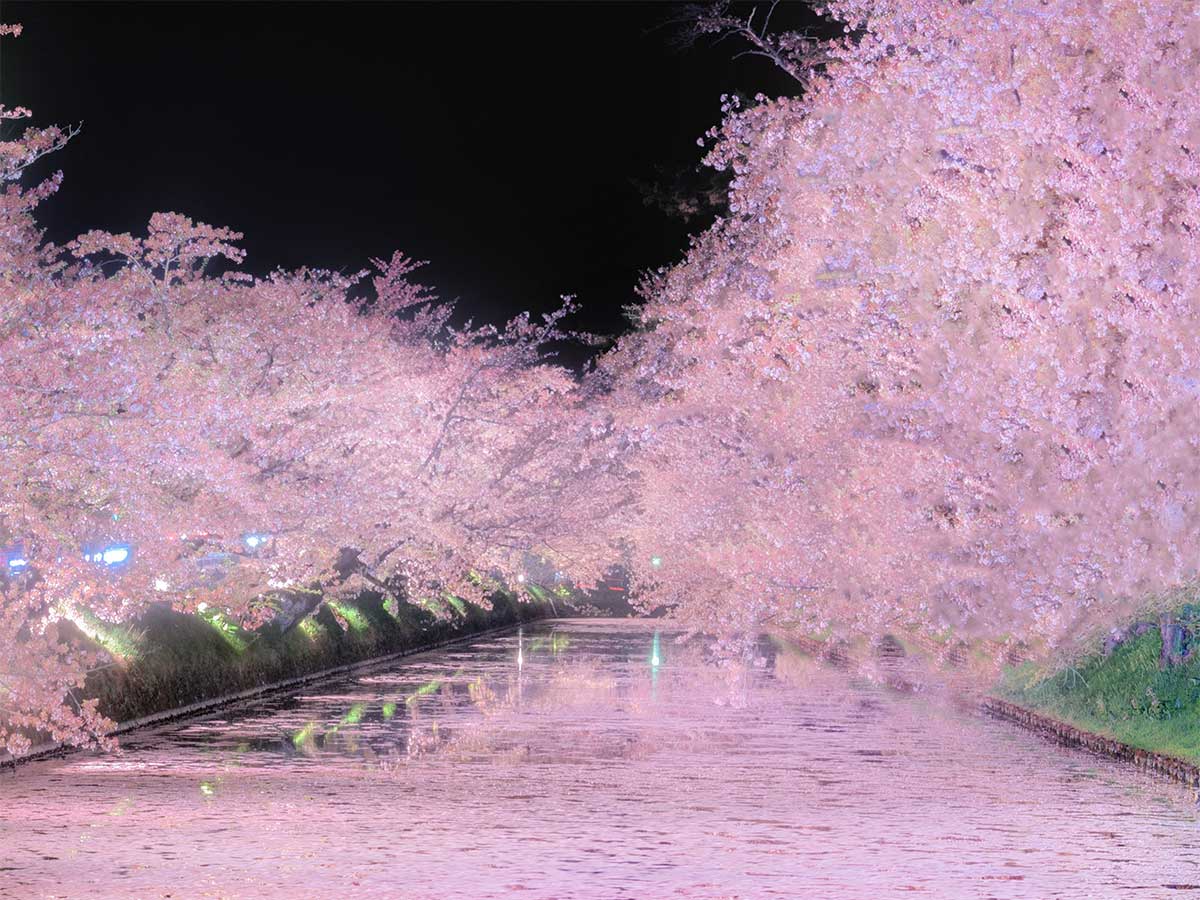 満開の桜が、咲き満ちてこぼれ落ち…」 散った花びらをうつした光景に