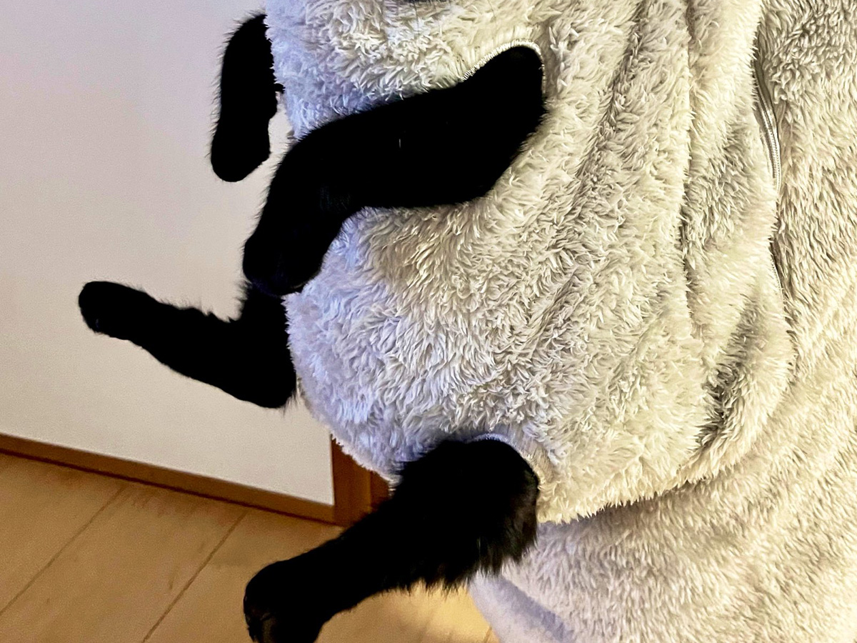 赤ちゃんみたいでかわいい」 人気商品をまとった猫の姿が？「笑った