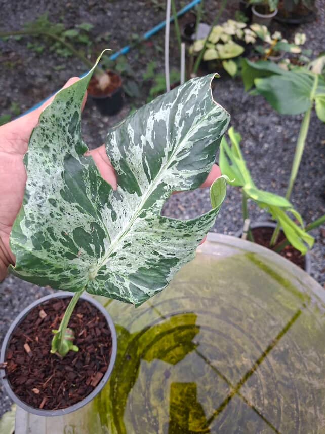 Rare Monstera Deliciosa bulbasaur Limited from Thailand on Sale