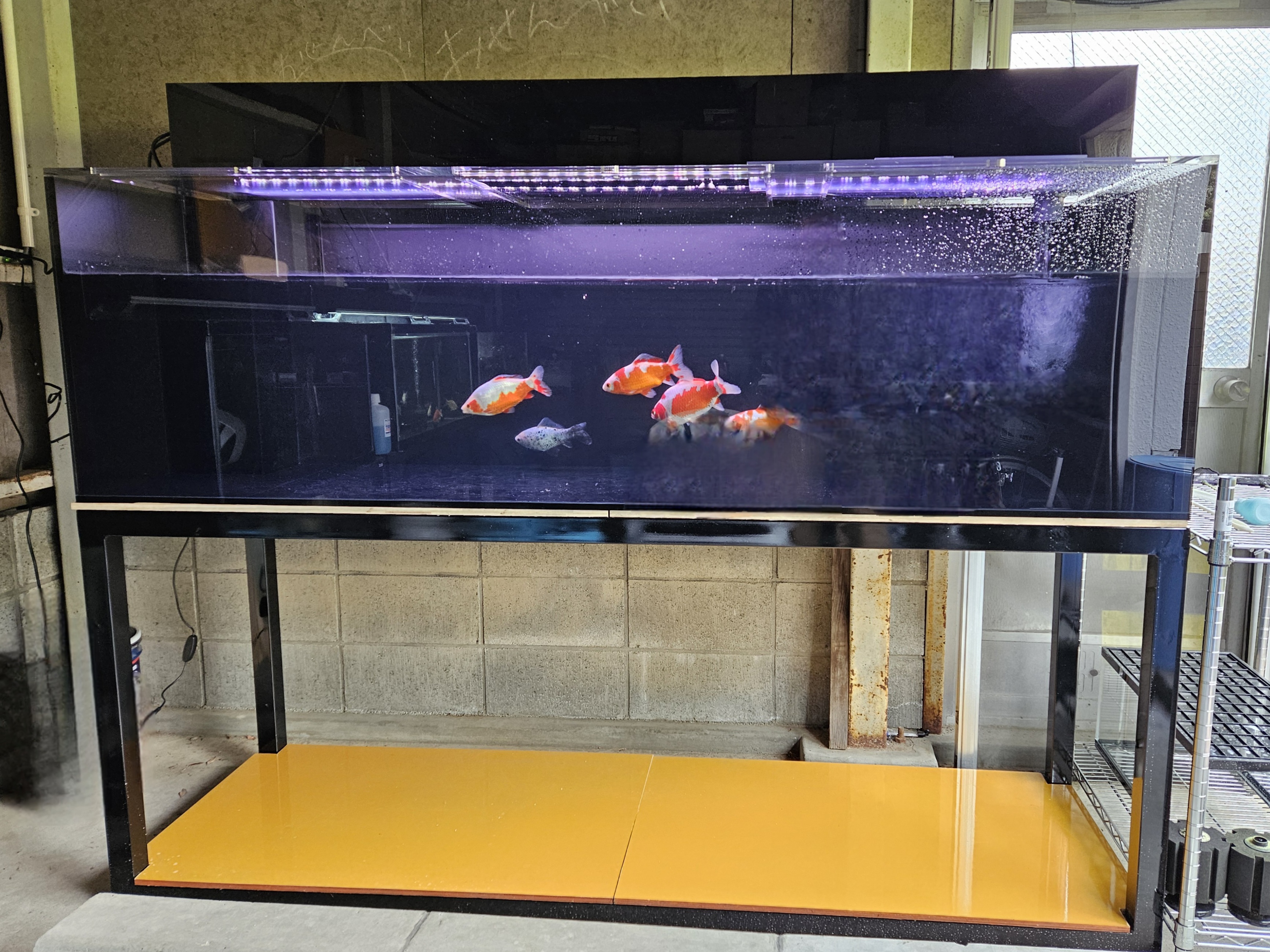 アクアランドはなばた | 福島県いわき市の熱帯魚屋 / 【180×75×60cm