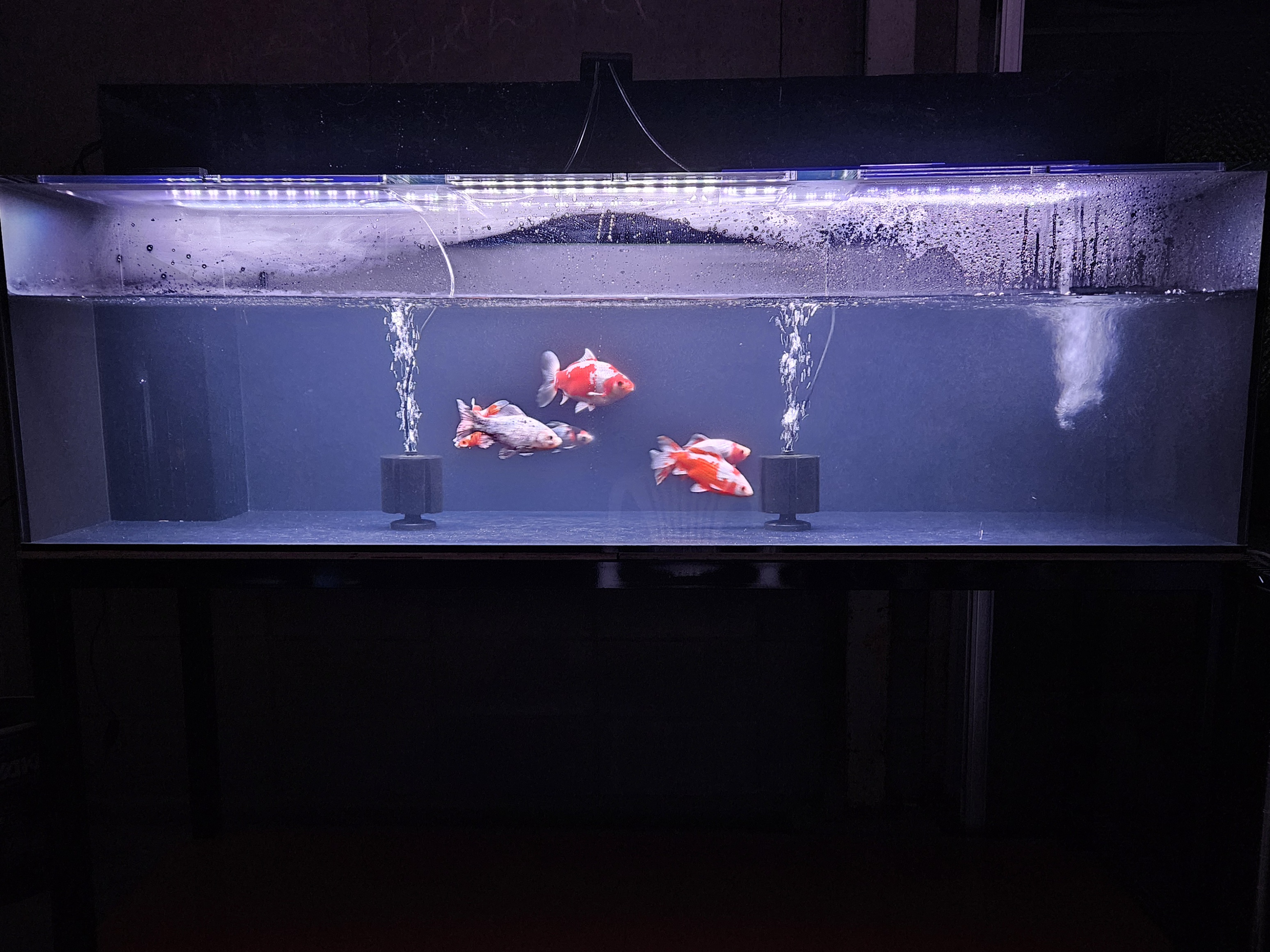 アクアランドはなばた | 福島県いわき市の熱帯魚屋 / 【120×75×60cm