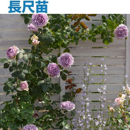 ザ セレスティアル – はなはなショップ