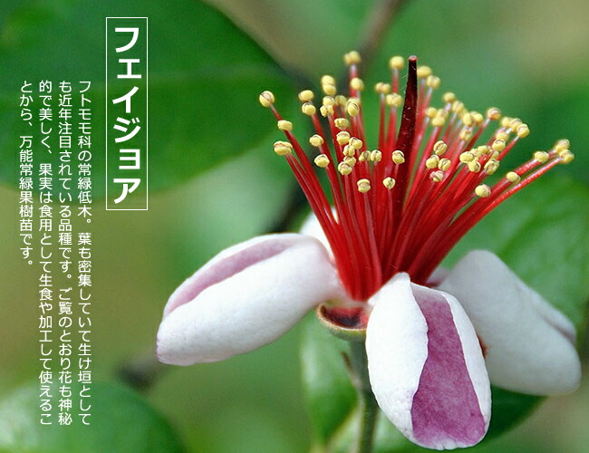 フェイジョア ジェミニ 苗 育て方 苗木部 By 花ひろばオンライン