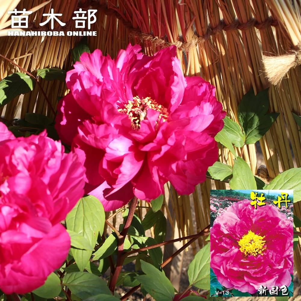 牡丹 新日月錦 苗 販売 苗木部 By 花ひろばオンライン