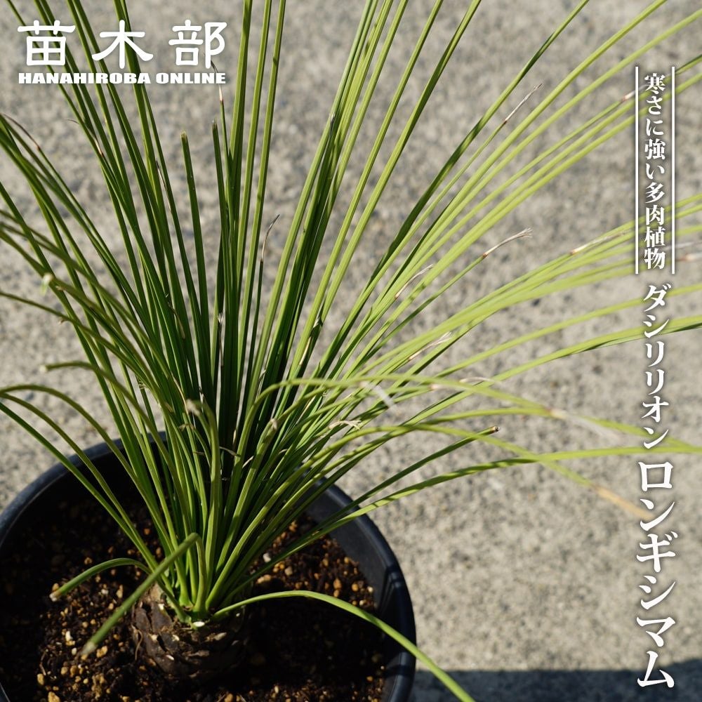 000000087871-01.jpg?size=m&w=