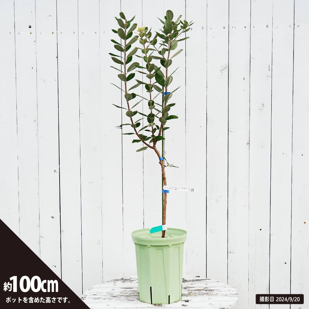 超逸品。フェイジョア株立ち1.4M(鉢底から)品番A 超逸品。フェイジョア