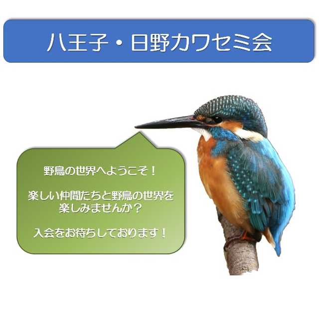 八王子・日野カワセミ会 | 八王子ｺﾐｭﾆﾃｨ活動応援ｻｲﾄ はちコミねっと