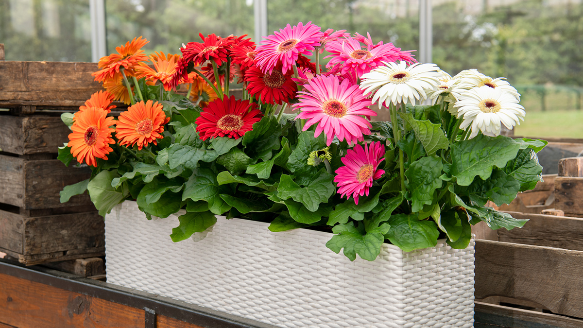 ジョイベラ（ガーベラ） | 株式会社ハクサン｜花や植物、園芸資材を