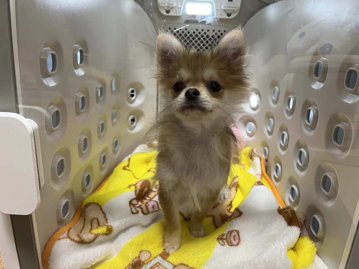 ペットドライルーム nello を導入 | hayase.tvブログ