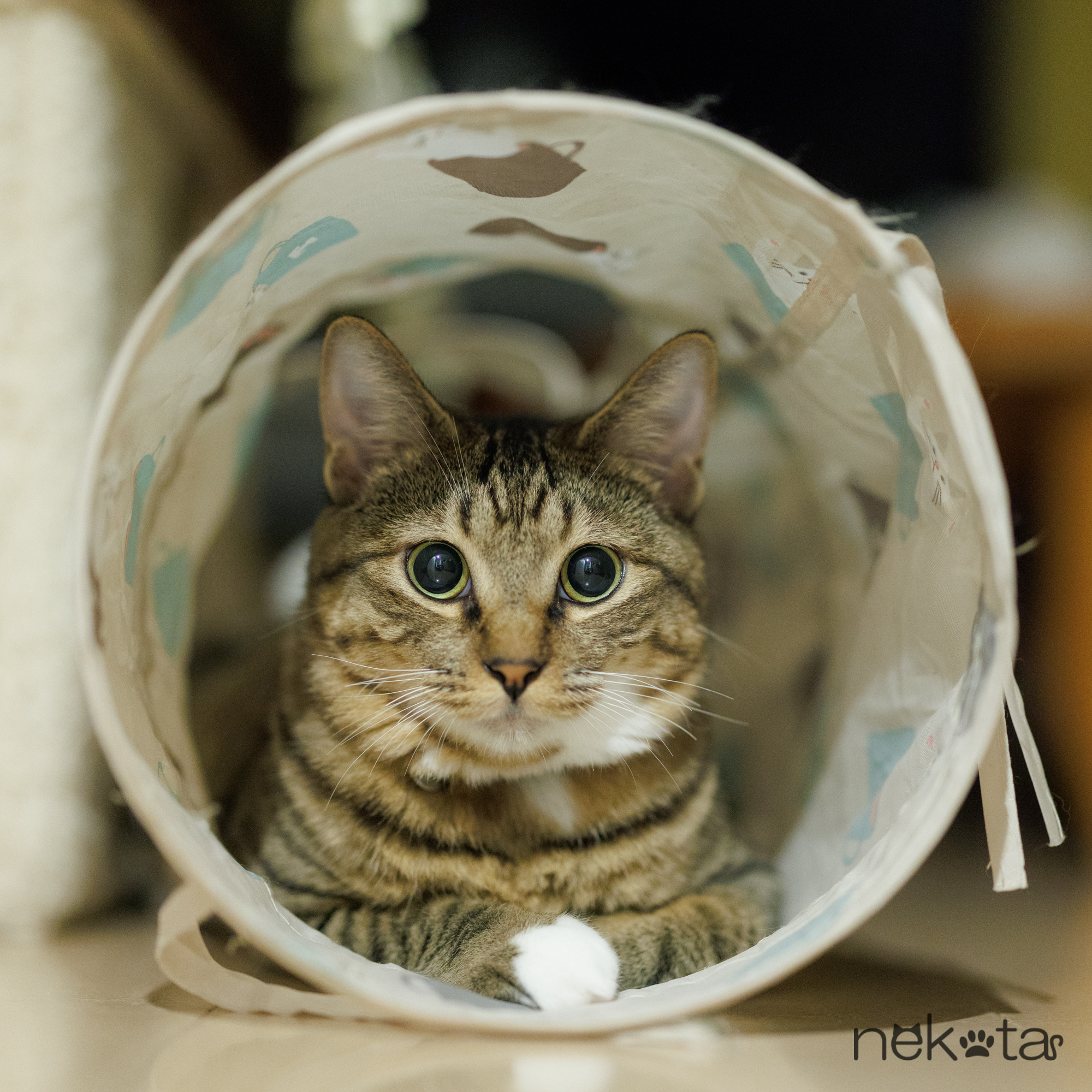 まんまるおめめの猫ちゃんを撮るには？ | 猫田晃広写真館～ペット写真