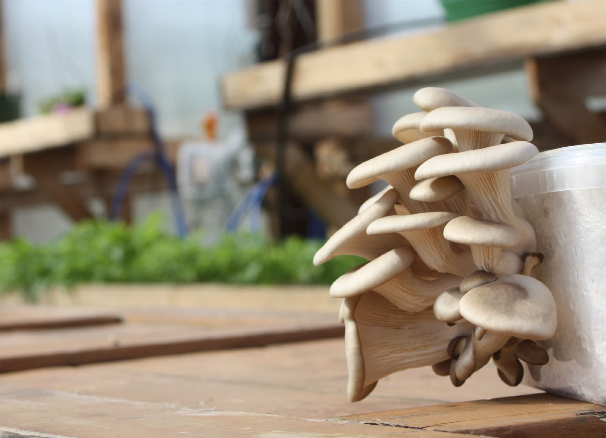 ヘルシンキノコ | フィンランド発・コーヒーかすでキノコ栽培