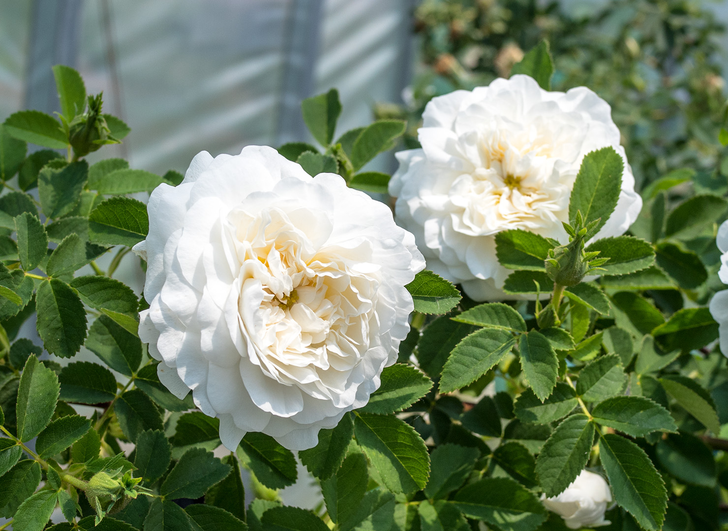 ローズヒルブルーマウンテンNo.1X4個 サンタクララ グァテマラゲイシャ